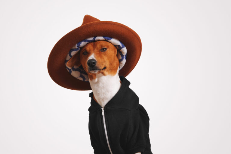 close-portrait-fancy-basenji-dog-black-hoodie-wears-big-brown-mountain-hat-with-colorful-lining-with-white-walls-scaled.jpg